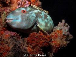 Parrotfish @ Bed.. by Carlos Pérez 